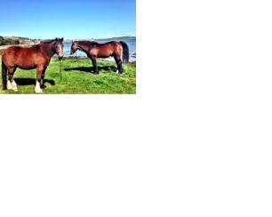 Horses grazing in the sun on Keel Point
